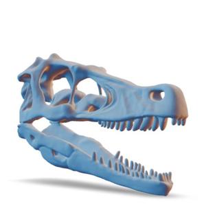 Velociraptor Skull