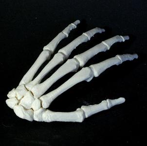 Bone - Hand - Left