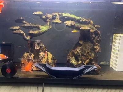 Fish Tank Tiered Tunnel Underground Cave Hideaway