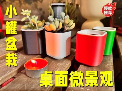 Desktop Micro Landscape - Small Potted Plant - Small Pot Natural Fragrance Stand