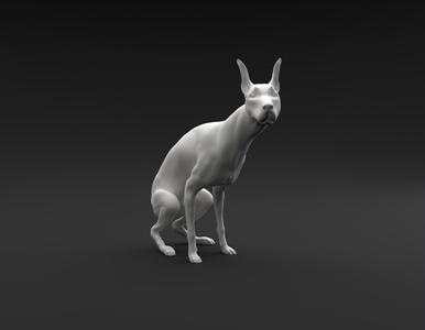 Doberman Pinscher pooping