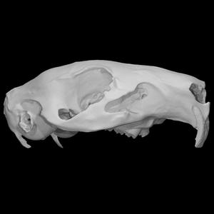 Guinea Pig Skull