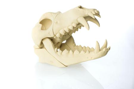 Timber Wolf Skull w/ Jaw Bone - via 3DKitbash
