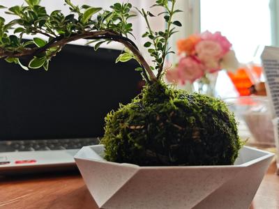 Flower pot tray