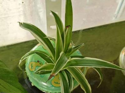 Aquarium Planter Side Mount Holder