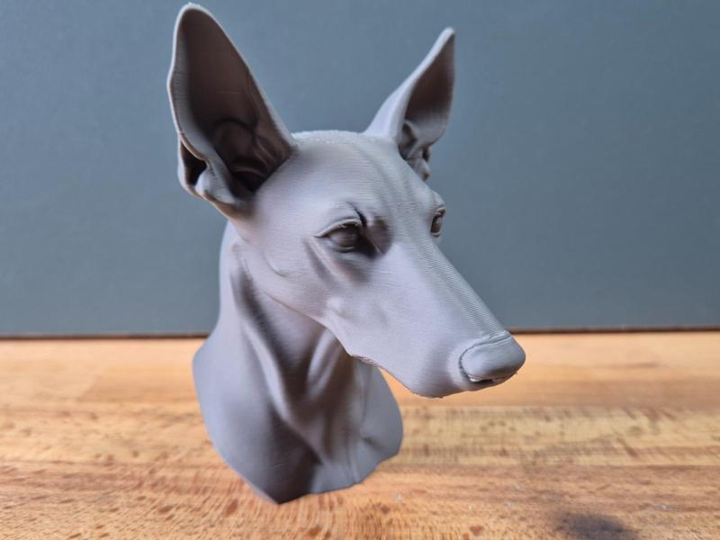 Podenco Bust
