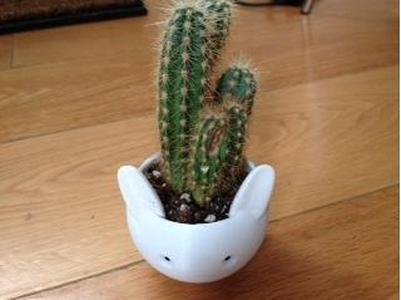 cute rabbit pot (gardening)