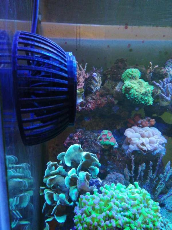 pump protection Jebao SLW20