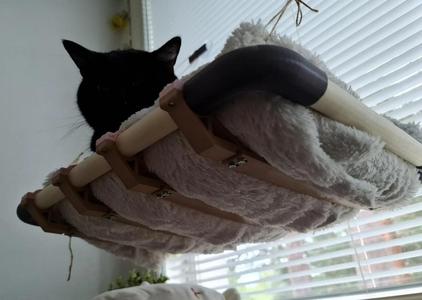 Window cat bed