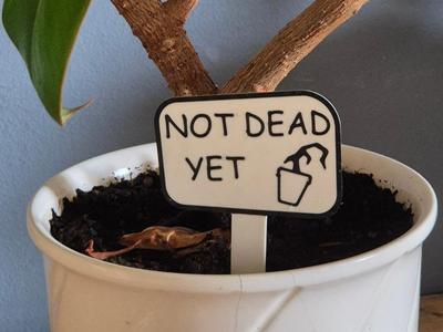 "NOT DEAD YET" Flower sign