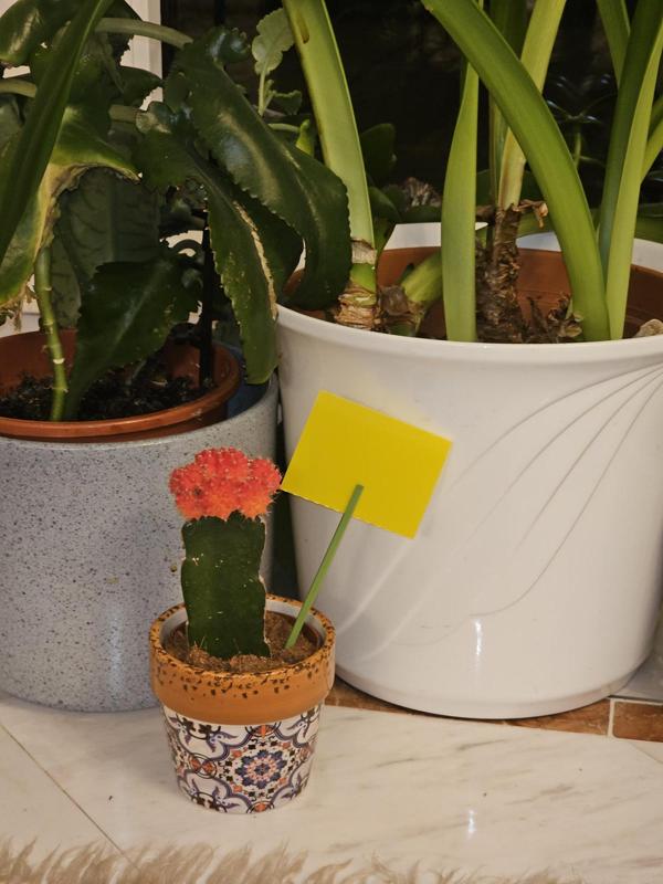 Stickers-Stick for Yellow Sticky Stickers/Cards Traps