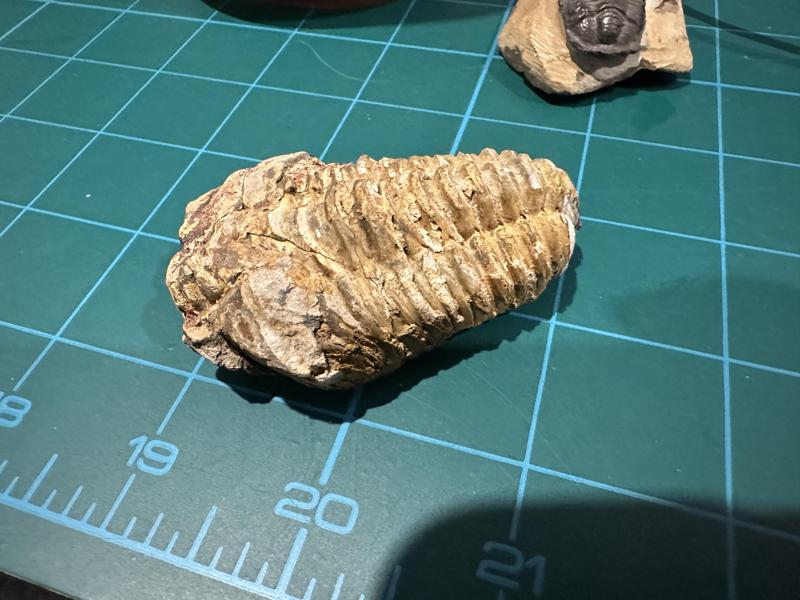 Trilobite bite fossil 3D scan