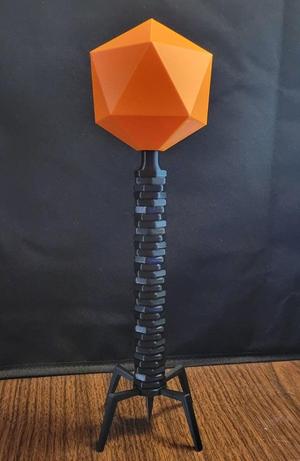 Lambda Bacteriophage Model
