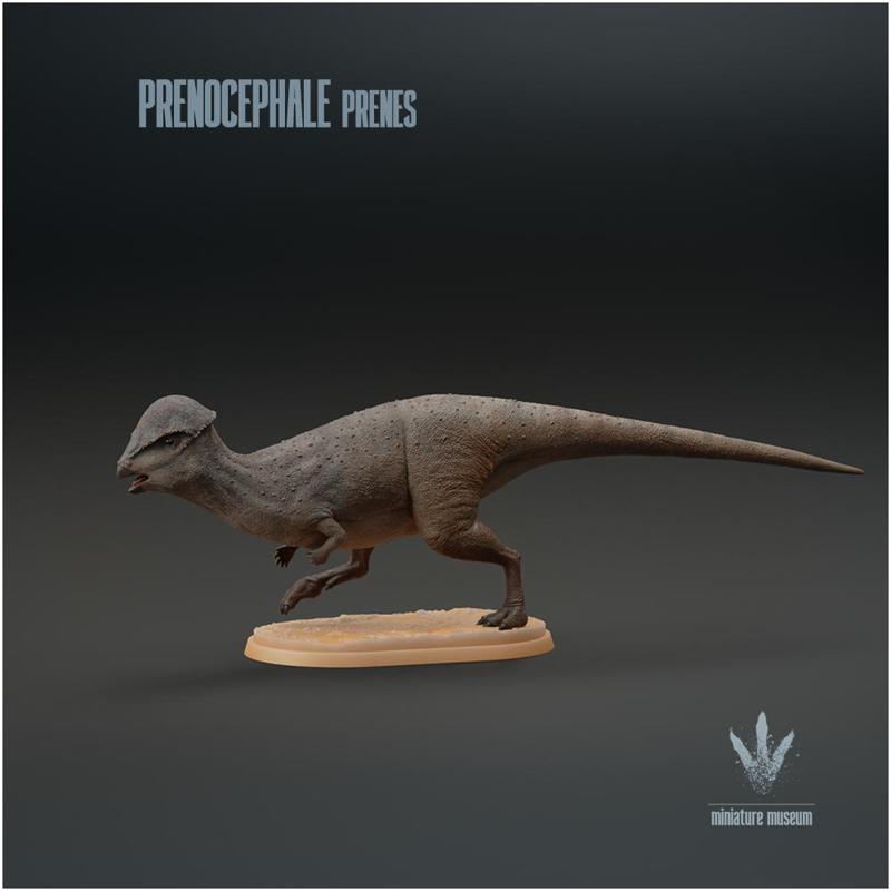 Prenocephale prenes : Running