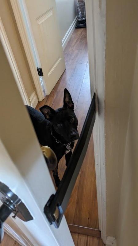 Cat Door Latch