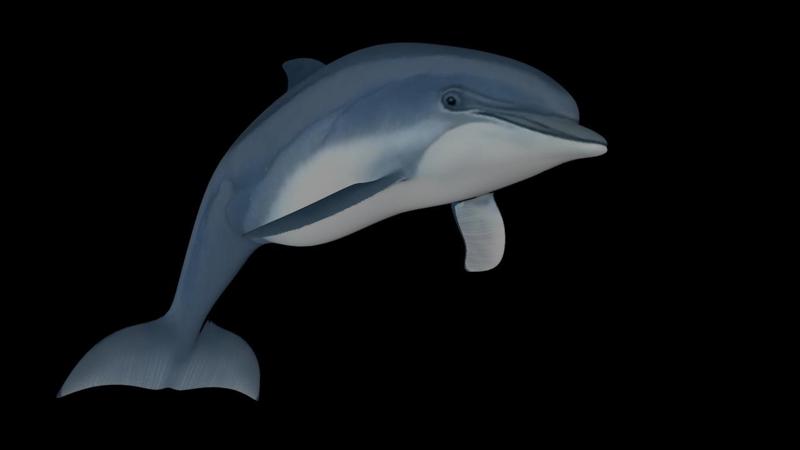 DOLPHIN REALISTIC MODEL
