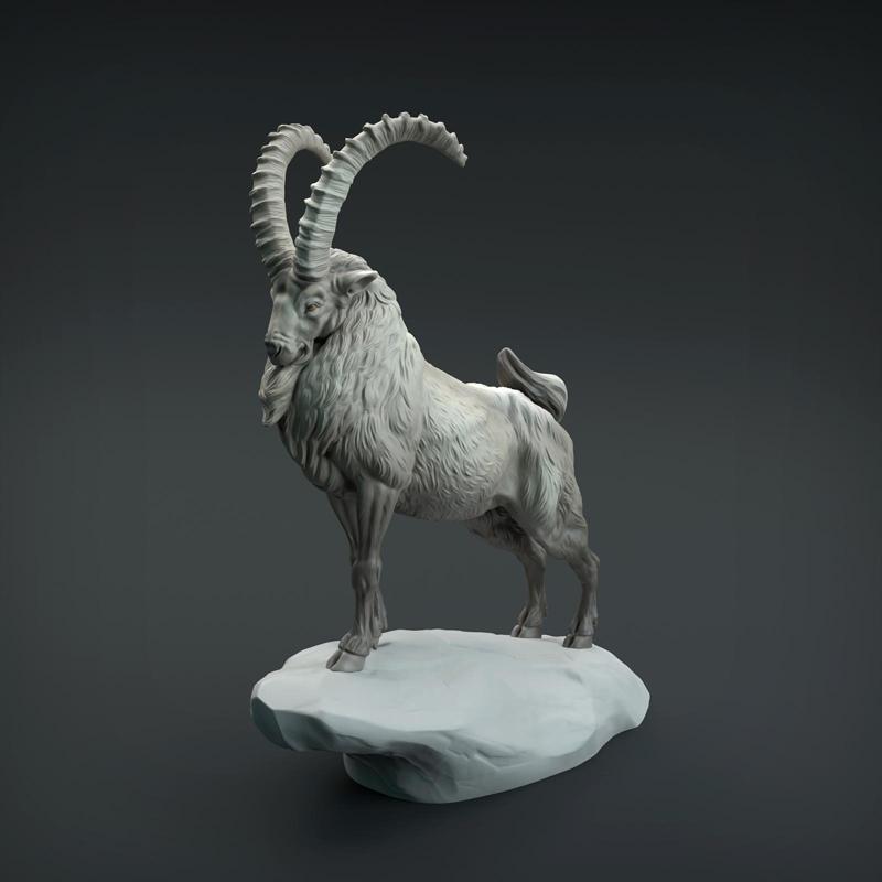 Siberian Ibex