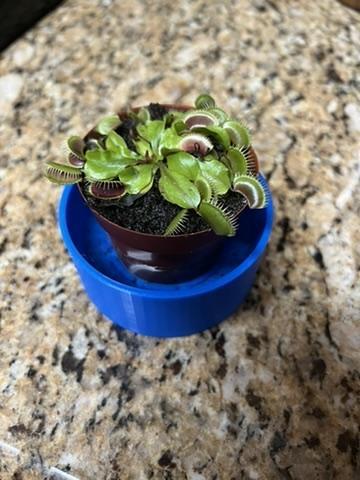 Self-Watering Pot