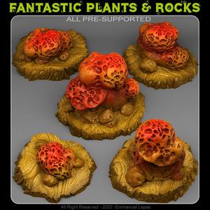 WORMHOLE MUSHROOMS