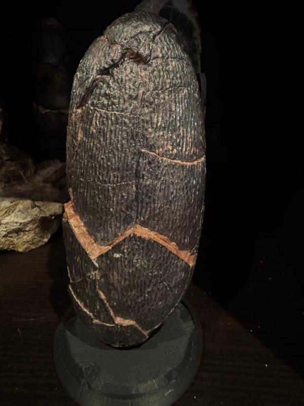 oviraptor egg (elongatoolithus) with support