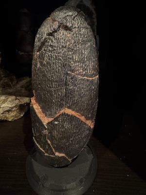 oviraptor egg (elongatoolithus) with support