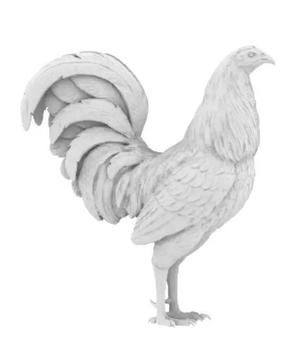 Gallo de pelea rooster