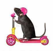 Rat on Rat lord