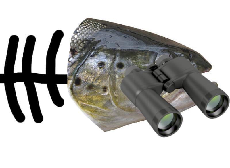 2pi tuna fish head that can see things really far away