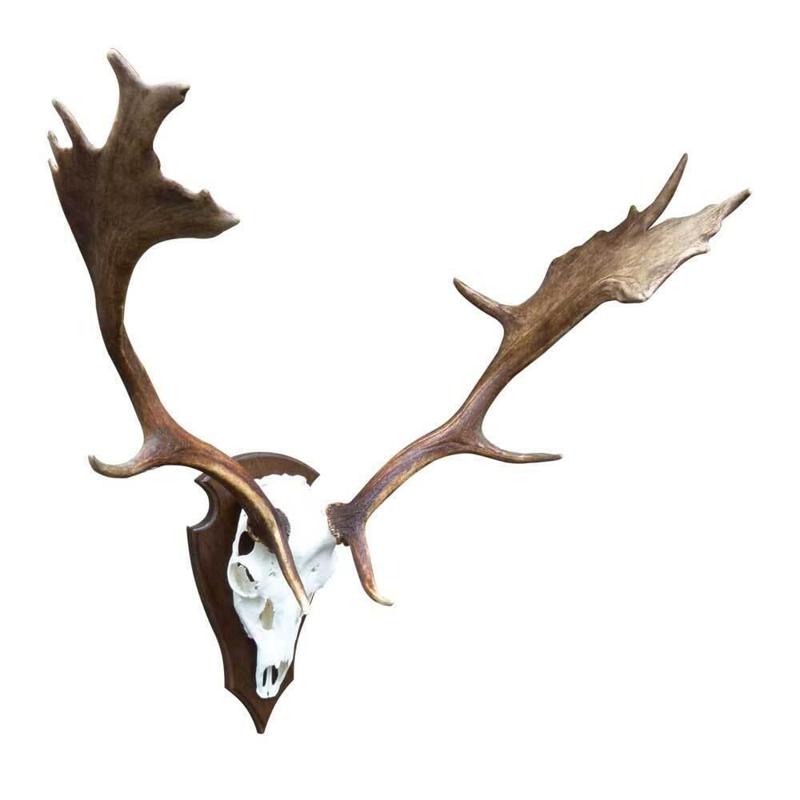 Stag trophy