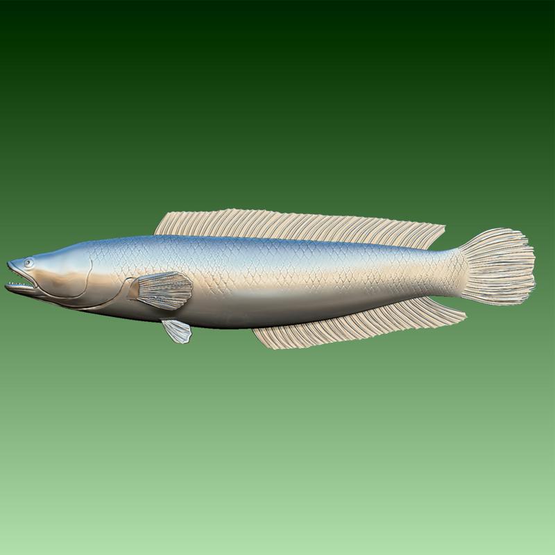 Giant Snakehead fish