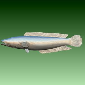 Giant Snakehead fish