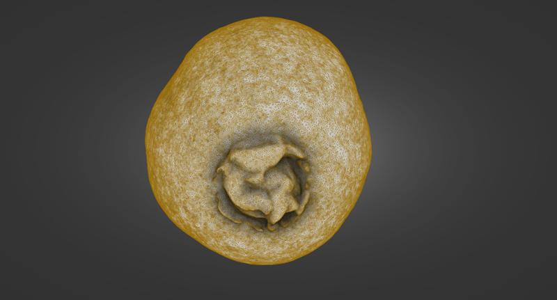 Kiwi Trio — Laser-Scanned 3D Models (500k & 1.5M OBJ/STL) — Whole + Two Halves - By ScanPantry