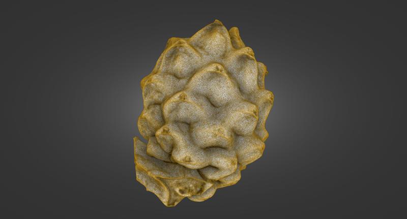 Yellow Dragon Fruit 5-Piece Pack — Whole, Halves & Empty Peels — Laser-Scanned 3D Models (500k & 1.5M OBJ/STL) - By ScanPantry