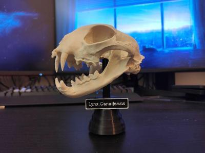 Display stand and sign for a bobcat skull