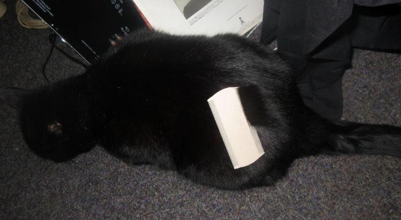 Double Flea Comb for Cat or Monkey