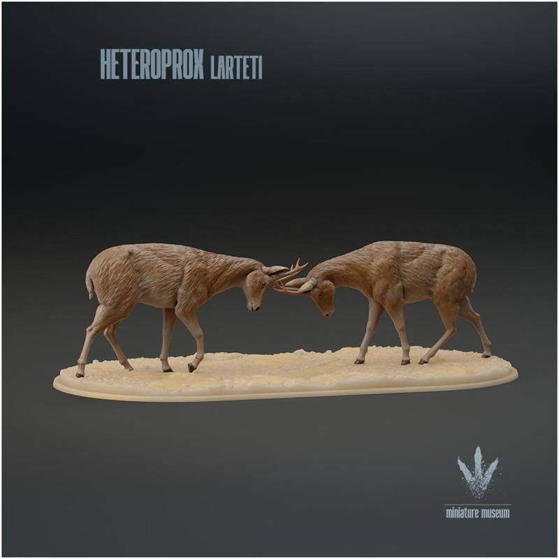 Heteroprox larteti : Clash