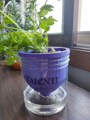 Talenti Jar Planter