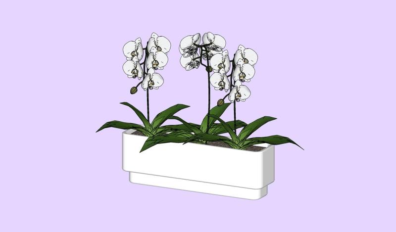 Orchid I J FLOWER SUNFLOWER PLANT GARDEN FURNITURE FOREST NATURE FRUIT APPLE LEAVES MAGIC MEDIEVAL PEAR TOMATO PREHISTORY FANTASY VEGETABLE 0