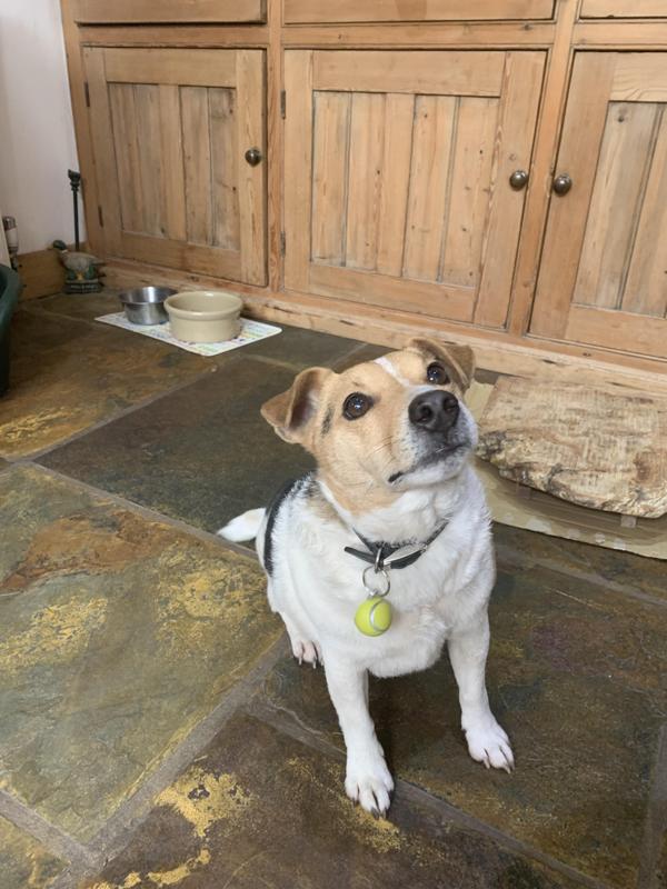 Tennis ball dog tag