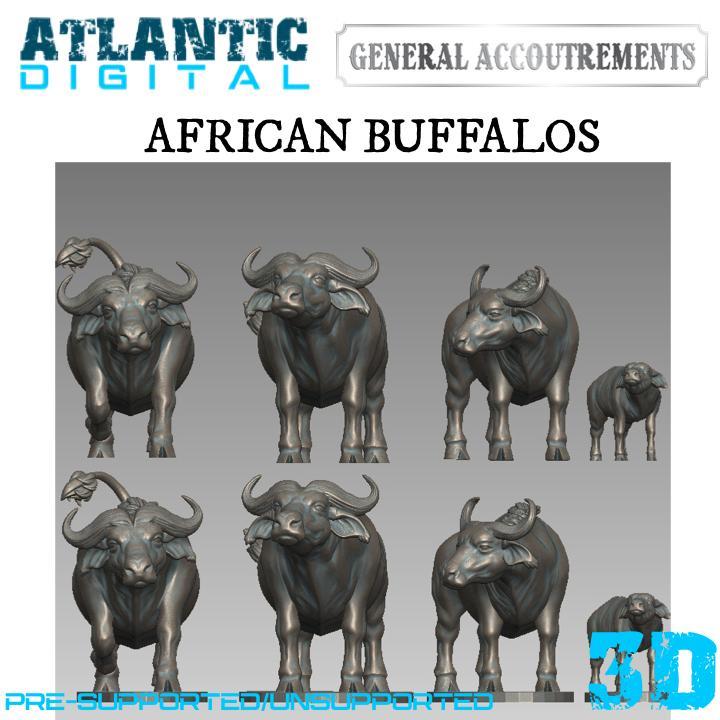 African Buffalos