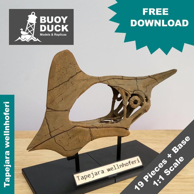 Tapejara wellnhoferi Skull