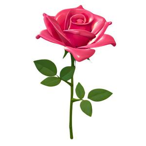 Pink Rose