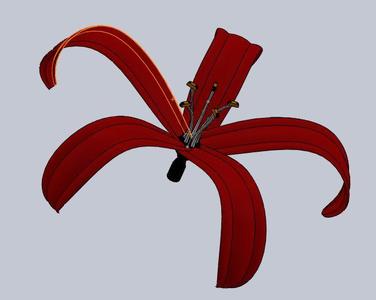 flower Lilly