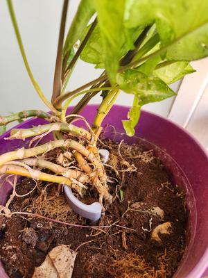 Plant holder