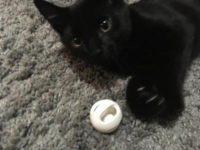 Ball in Ball Cat Toy