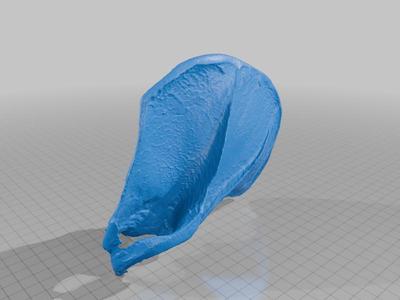 Tamanduá - Escápula