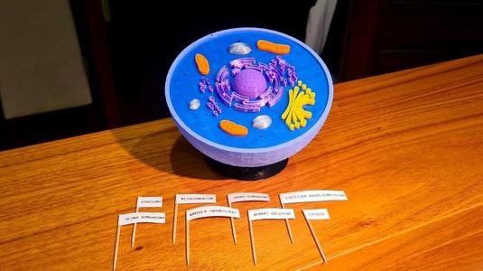 Animal  Cell by Rafik