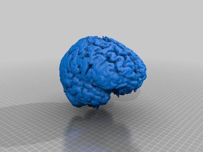 Human Brain Lifesize 1:1 Scale
