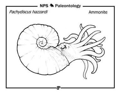 Ammonite Stencil