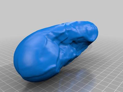 Oviraptor egg cast scan